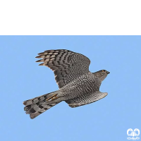 گونه قرقی Eurasian Sparrowhawk